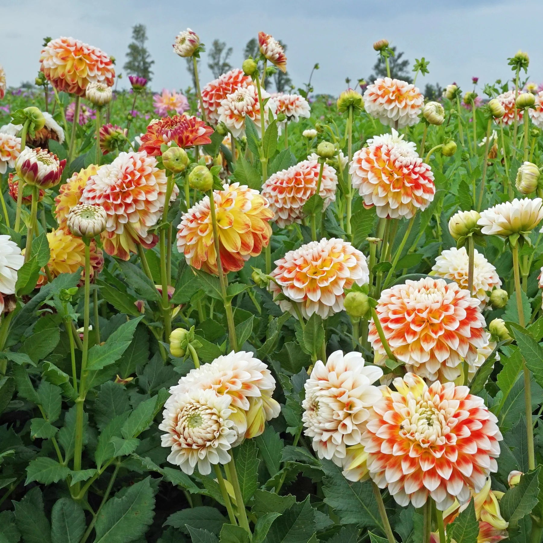 Dahlia Fantasy Flower Seeds for Easy Planting