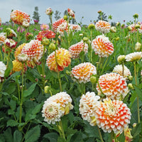 Dahlia Fantasy Flower Seeds for Easy Planting