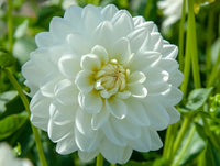 Dahlia Pachyderms Flower seeds for Planting Cut Flower Favorite Heirloom & GMO Free Seeds for Home Garden 
 
 Sale