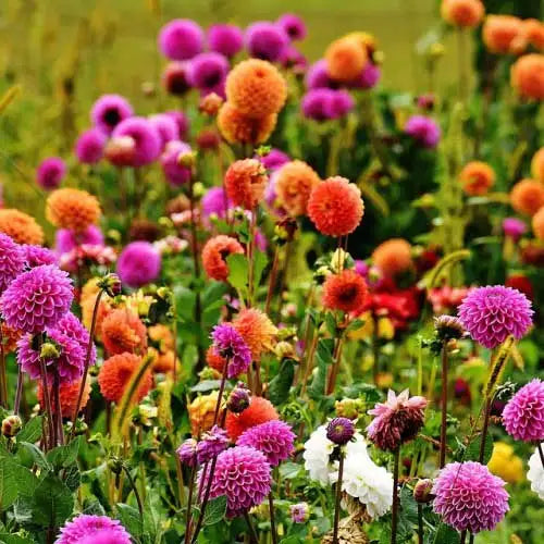Mix Dahlia Pompon Flower seeds for Planting - Wildflower Mix, Heirloom & GMO Free Seeds for Home Garden