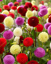 Mix Dahlia Pompon Flower seeds for Planting - Wildflower Mix, Heirloom & GMO Free Seeds for Home Garden