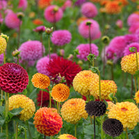 Mix Dahlia Pompon Flower seeds for Planting - Wildflower Mix, Heirloom & GMO Free Seeds for Home Garden
