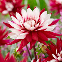Dahlia Pachyderms Flower seeds for Planting Cut Flower Favorite Heirloom & GMO Free Seeds for Home Garden 
 
 Sale