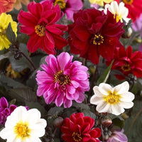 Red Dahlia Flower seeds for Planting Colorful Display Heirloom & GMO Free Seeds for Home Garden 
 
 Sale