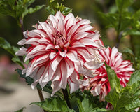 Dahlia Santa Claus Flower seeds for Planting Shade Tolerant Heirloom & GMO Free Seeds for Home Garden 
 
 Sale