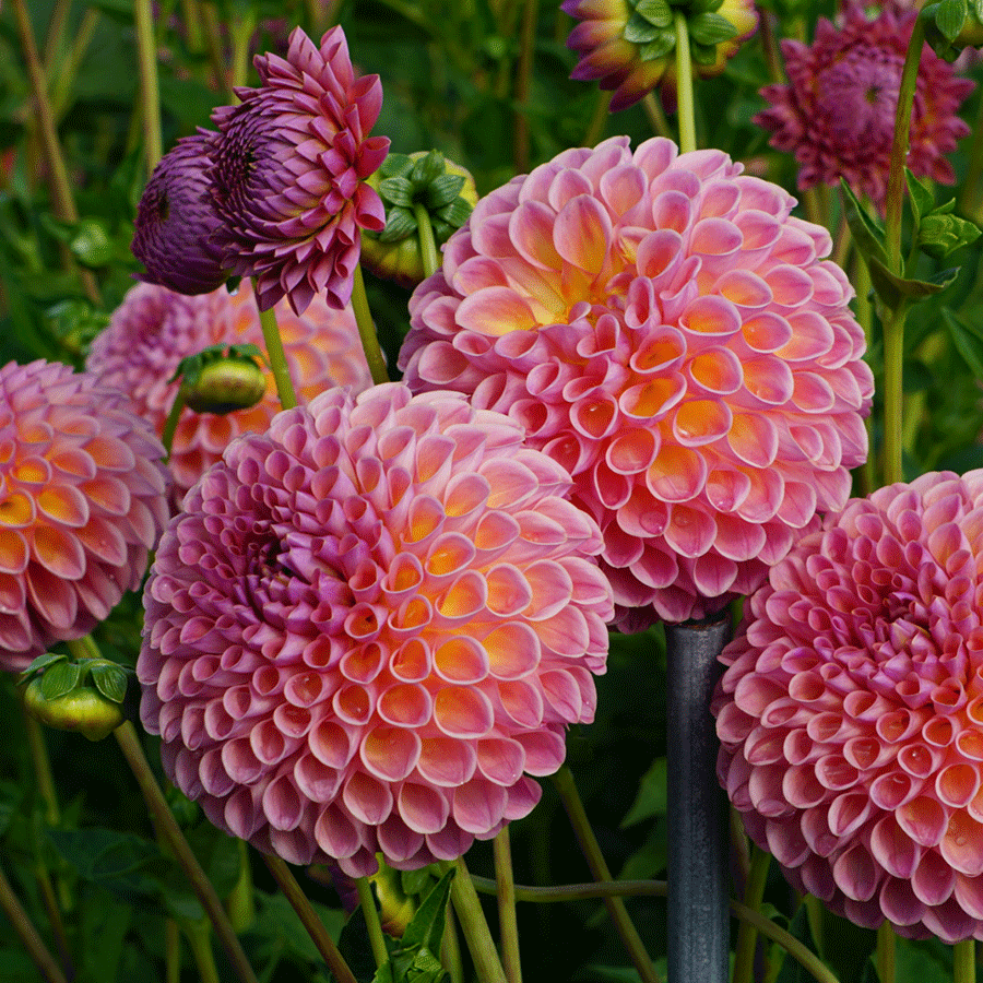 Dalia Sunny Ring Dahlia pinnata Seeds for Planting flower bed cottage garden
