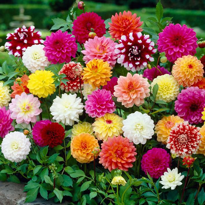 Mix Dahlia Pompon Seeds for Planting  Colorful Flower Garden Blooms, Easy to Grow in Spring