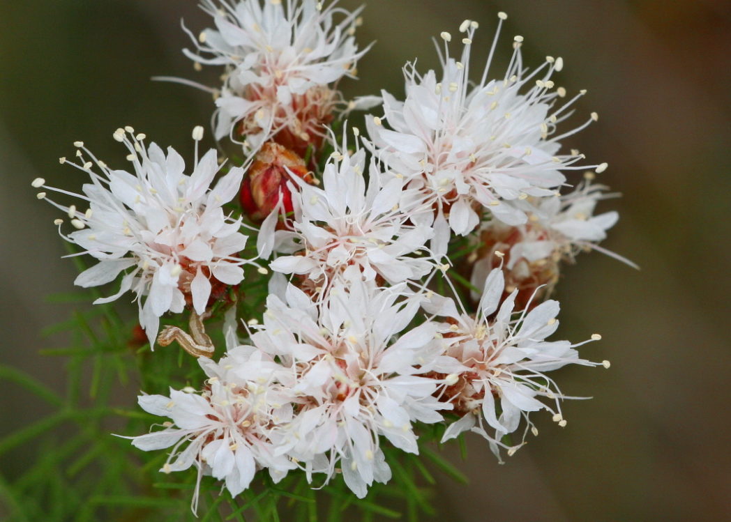 Dalea Pinnata Flower Seeds for Planting  Enhance Your Garden with Stunning Blooms