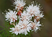 Dalea Pinnata Flower Seeds for Planting  Enhance Your Garden with Stunning Blooms
