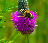 Planting Dalea Purpurea Seeds For Stunning Purple Flowers Flower