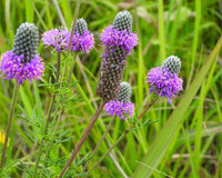 Dalea Purpurea Flower seeds for Planting Wildflower Mix Heirloom & GMO Free Seeds for Home Garden