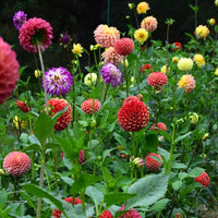 Colored Semi DIY Flower Plant Seeds