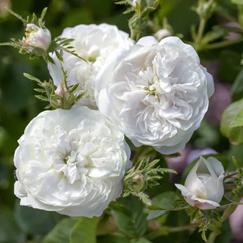 Polyantha Rose Flower seeds for Planting Perfect for Borders Heirloom & GMO Free Seeds for Home Garden 
 
 Sale