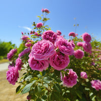 Damask Rose Bush Flower seeds for Planting, Cut Flower Favorite Heirloom & GMO Free Seeds for Home Garden