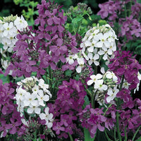 Rocket Flower seeds for Planting - Bright Blooms, Heirloom & GMO Free Seeds for Home Garden