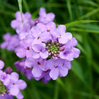 Hesperis Matronalis Flower seeds for Planting - Easy to Grow, Heirloom & GMO Free Seeds for Home Garden