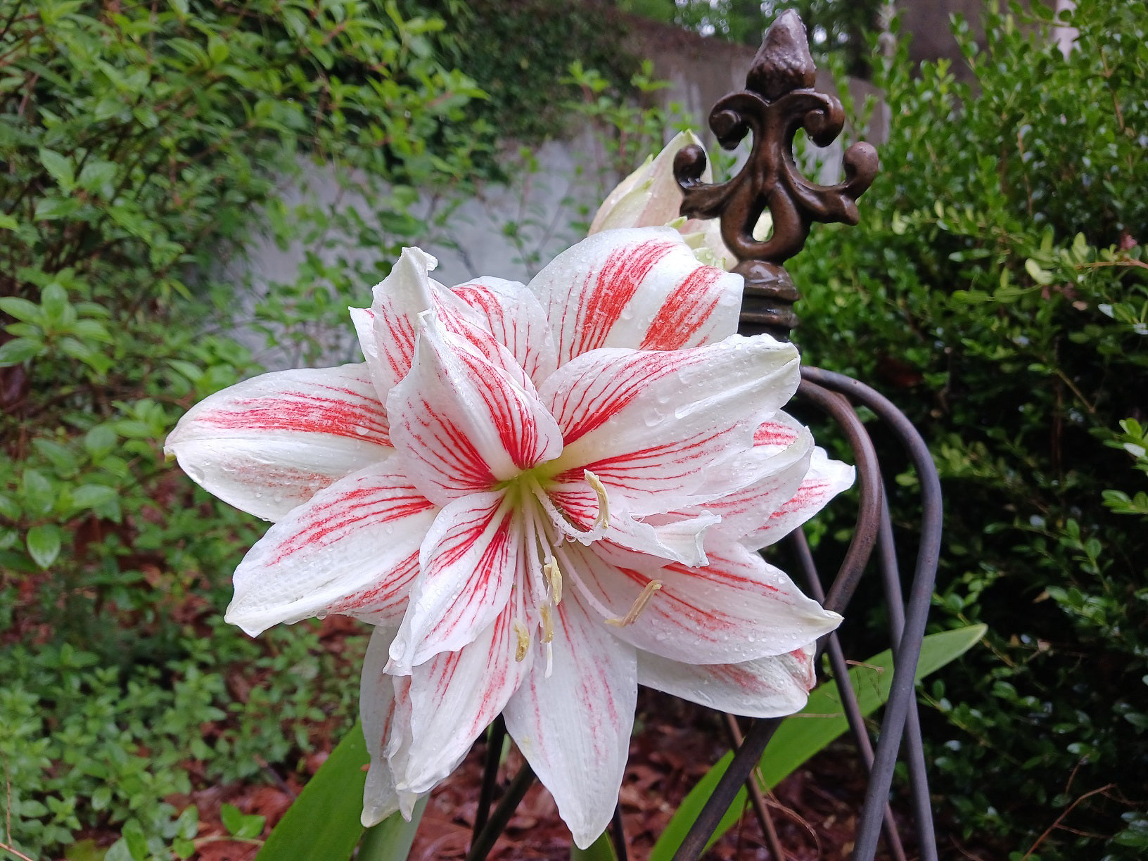 White Orange Amaryllis Flower seeds for Planting - Bright Blooms, Heirloom & GMO Free Seeds for Home Garden