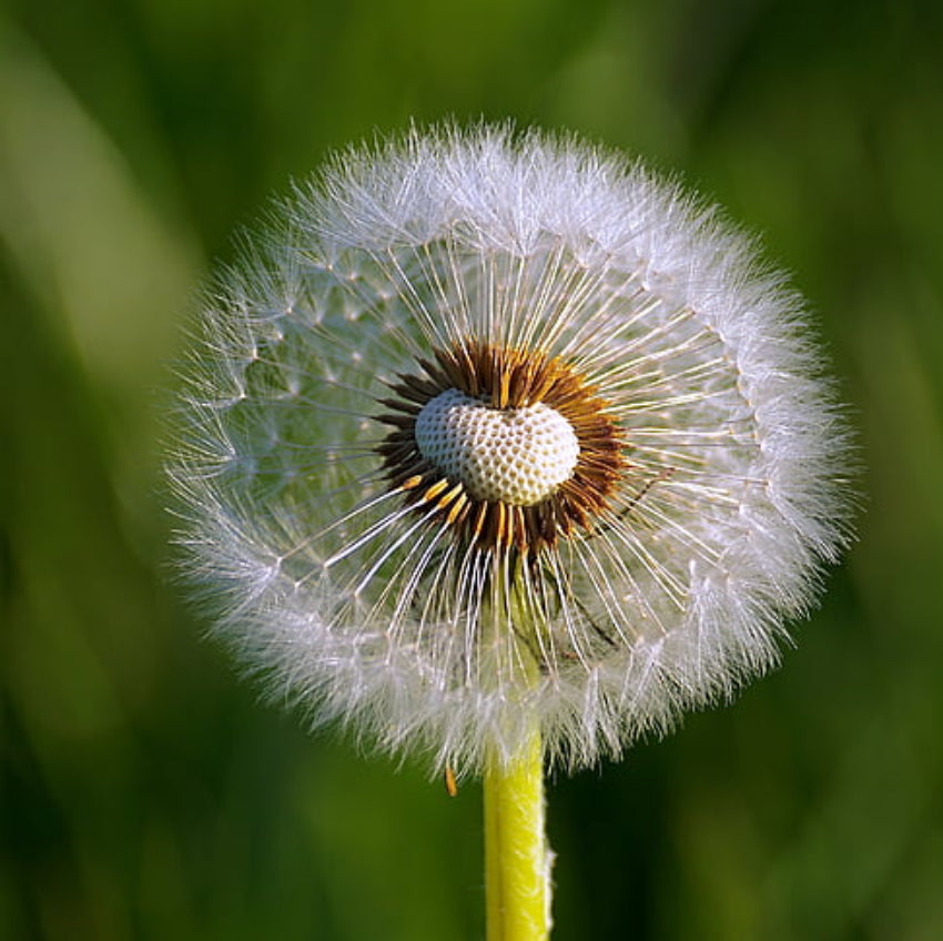 White Dandelion Flower seeds for Planting - Colorful Display, Heirloom & GMO Free Seeds for Home Garden