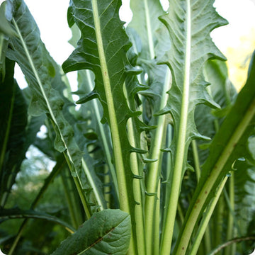 Italian Dandelion seeds Taraxacum officinale leafy plant