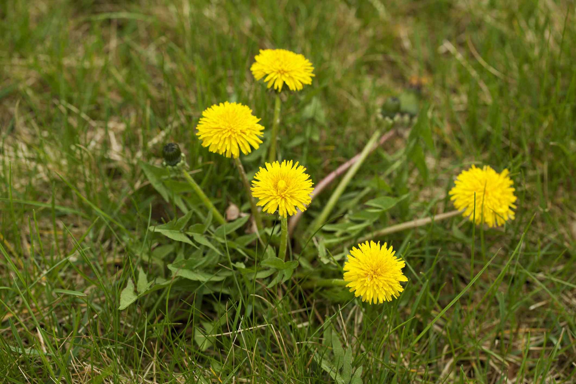 Dandelion Planting Seeds for Garden Growth | High-Quality Seeds for Easy Planting