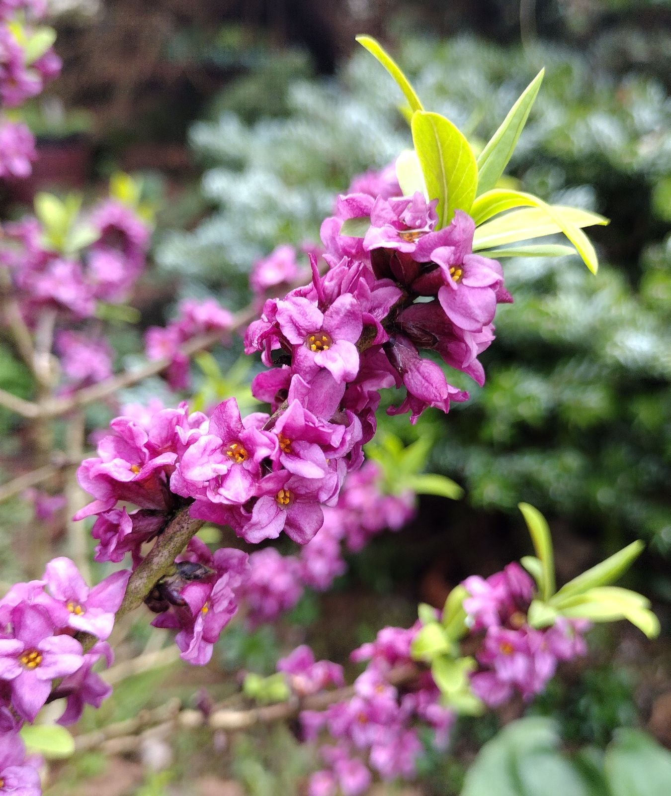 Pink Daphne Mezereum Flower seeds for Planting Bright Blooms Heirloom & GMO Free Seeds for Home Garden
 
 Sale
