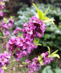 Pink Daphne Mezereum Flower seeds for Planting Bright Blooms Heirloom & GMO Free Seeds for Home Garden
 
 Sale