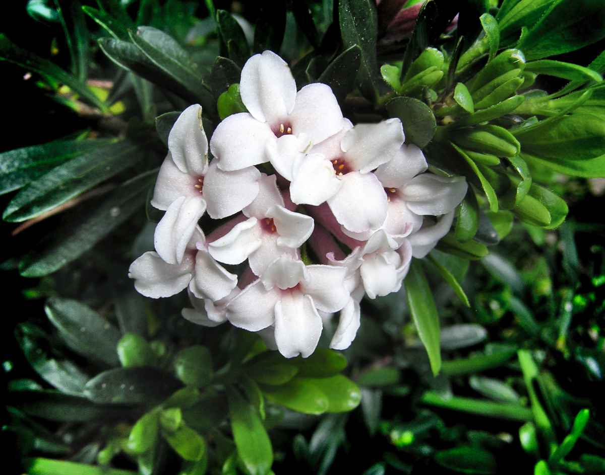 Daphne Flower seeds for Planting - Seasonal Bloomer, Heirloom & GMO Free Seeds for Home Garden