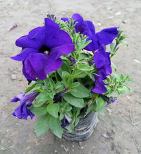 Yellow Violet Petunia Flower seeds for Planting - Seasonal Bloomer, Heirloom & GMO Free Seeds for Home Garden