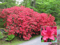 Dark Khaki Azalea Flower Seeds for Planting