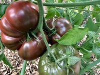 Planting guide for dark maroon tomato seeds