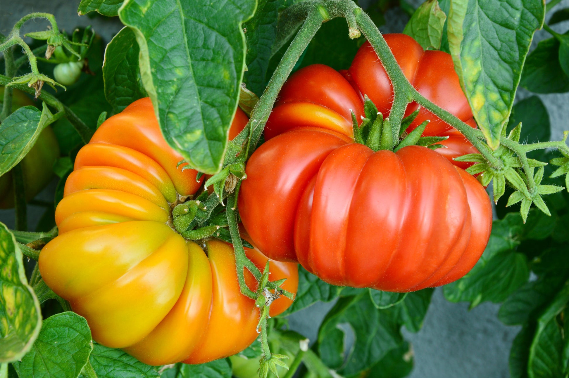 Dark orange tomatoes growing on healthy plants