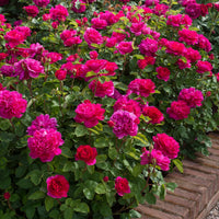 Dark Pink Double Petal English Rose Seeds for Planting
