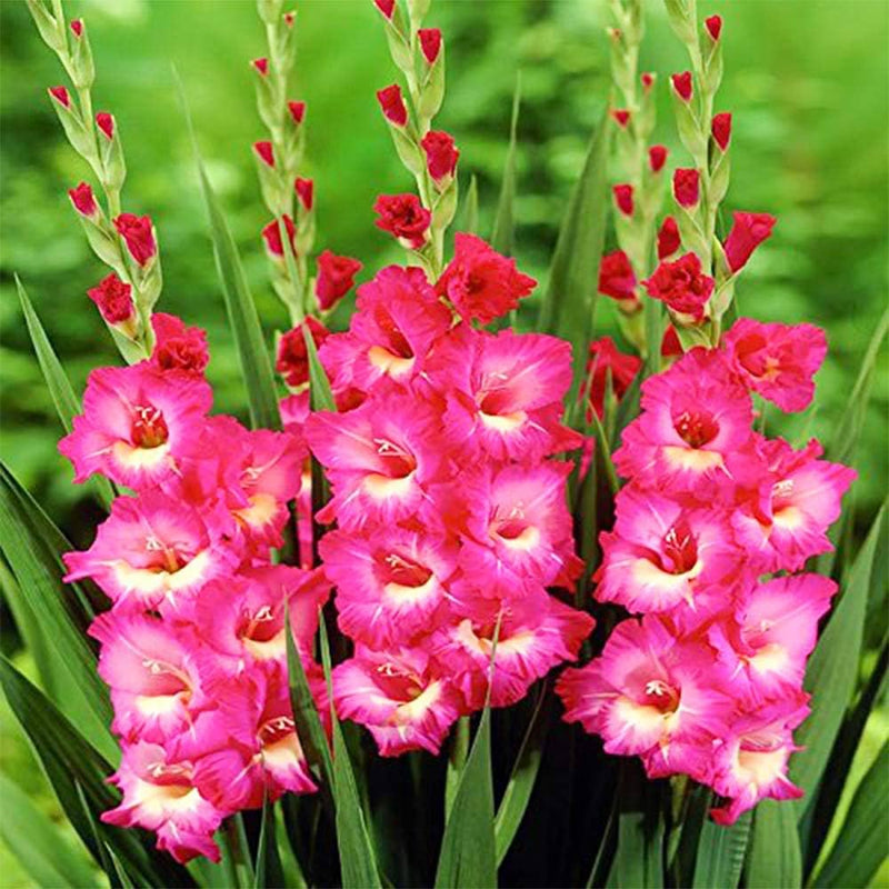 Dark Pink Gladiolus flower seeds for vibrant summer blooms