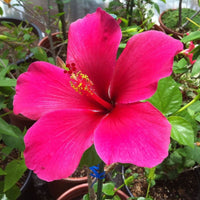 Dark Pink Hibiscus Flower Seeds for Planting