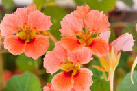 Dark Pink Nasturtium Seeds for Planting
