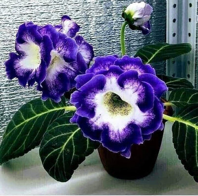 100 Pcs