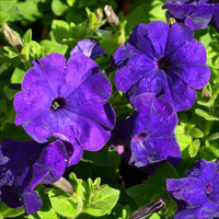 Dark Violet Hanging Petunia Seeds for Planting