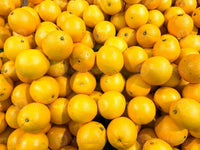 Dark Yellow Orange Fruit Tree Growing in Garden, Healthy Tree with Vibrant Orange Fruits