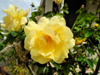 Dark Yellow Rosa Xanthina Flower Seeds for Planting