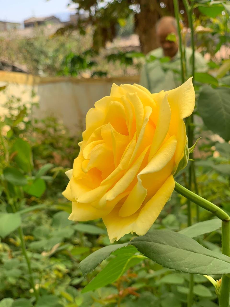 Thick Yellow Rose Flower seeds for Planting Low Maintenance Heirloom & GMO Free Seeds for Home Garden 
 
 Sale