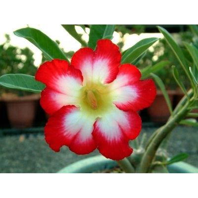 100 Pcs
