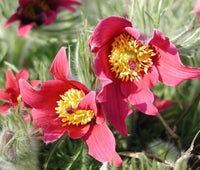 Kuhschelle Flower seeds for Planting - Long Bloom Season, Heirloom & GMO Free Seeds for Home Garden