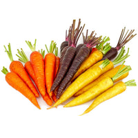Multi-Colored Carrot seedlings sprouting from Non GMO Daucus carota seeds