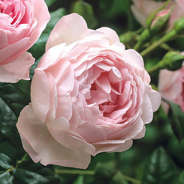 Pink David Austin Rose Flower seeds for Planting Fragrant Blossoms Heirloom & GMO Free Seeds for Home Garden 
 
 Sale