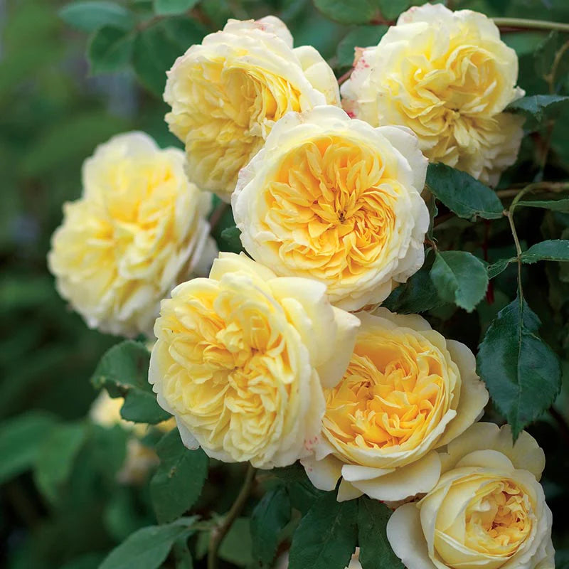 Yellow White Climbing Rose Flower seeds for Planting - Wildflower Mix, Heirloom & GMO Free Seeds for Home Garden