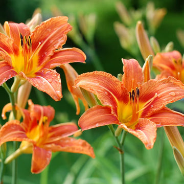 Hemerocallis Orange Seeds  Easy Planting for Stunning Blooms