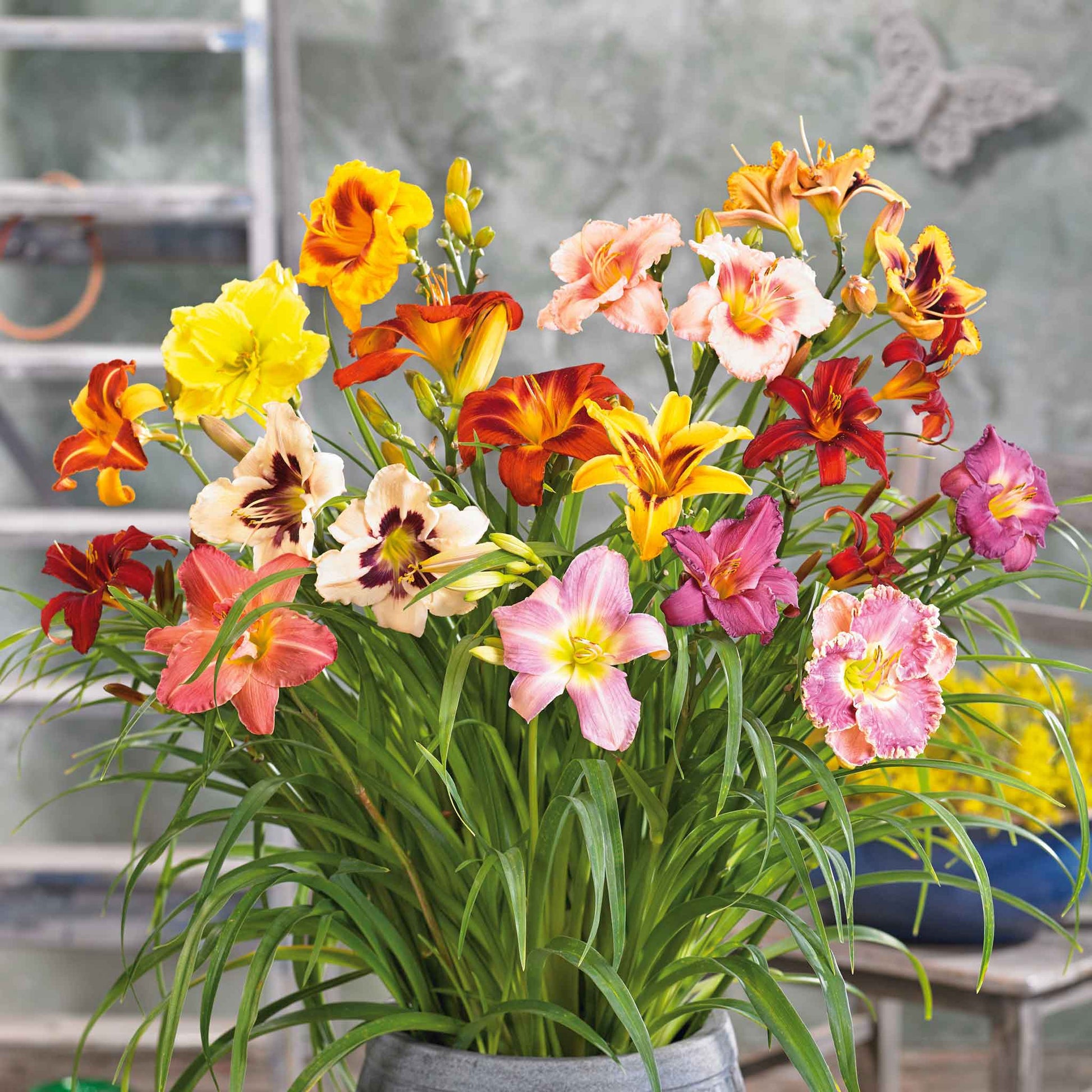 Mixed Hemerocallis Flower Seeds for Planting Easy to Grow Heirloom & GMO Free Seeds for Home Garden
 
 Sale