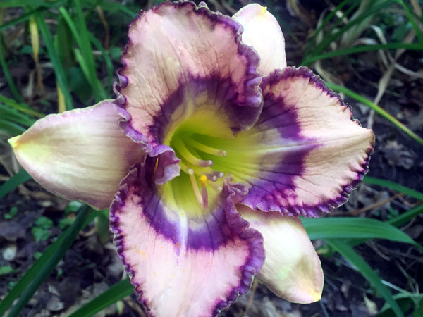 White Violet Hemerocallis Seeds For Planting