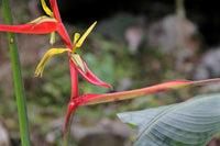 Heliconia Harlingii Flower seeds for Planting Easy to Grow Heirloom & GMO Free Seeds for Home Garden