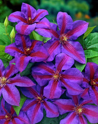 Red Purple Clematis Flower seeds for Planting - Low Maintenance, Heirloom & GMO Free Seeds for Home Garden